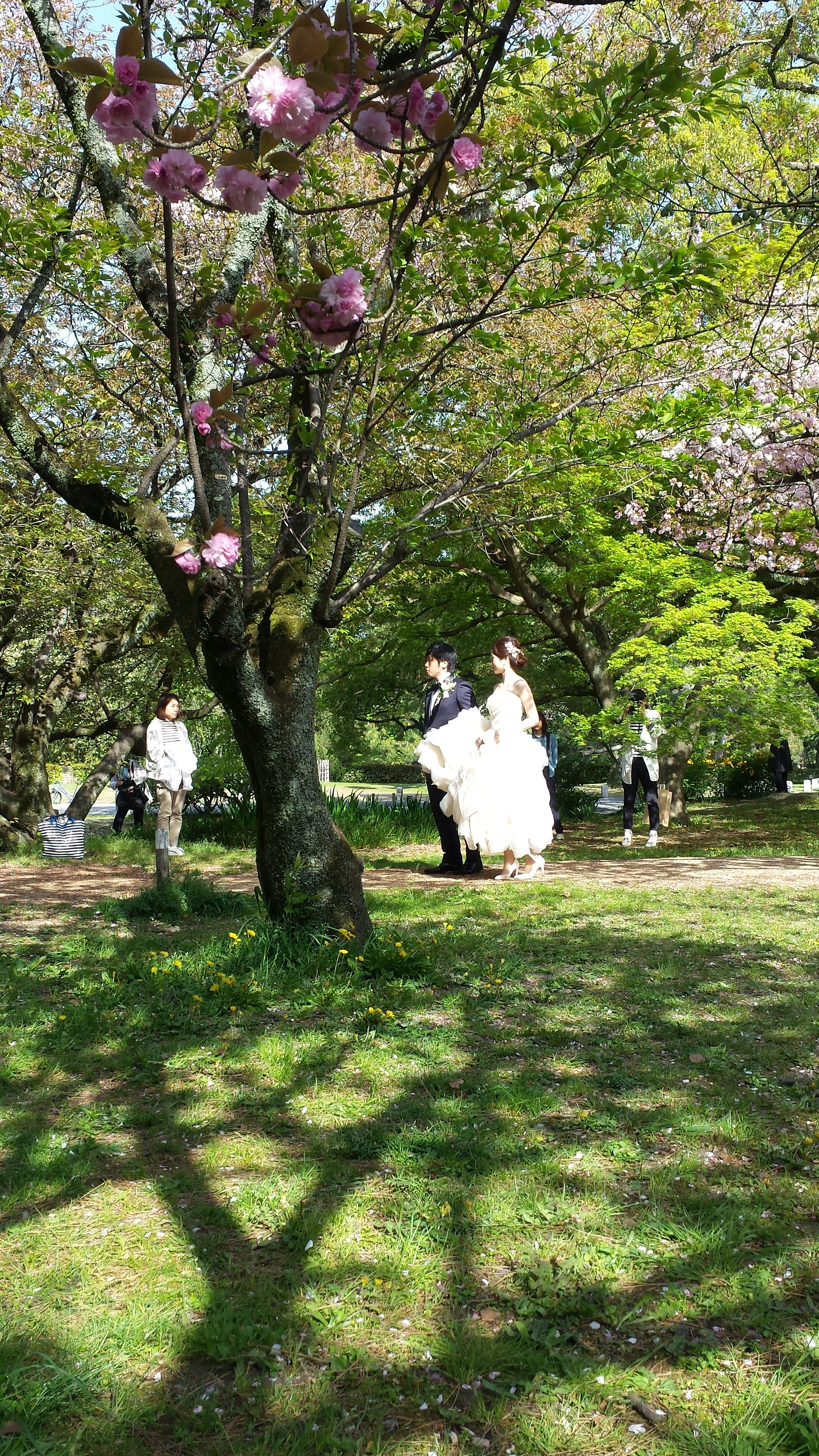 20160418_fukami-matcha15